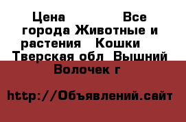 Zolton › Цена ­ 30 000 - Все города Животные и растения » Кошки   . Тверская обл.,Вышний Волочек г.